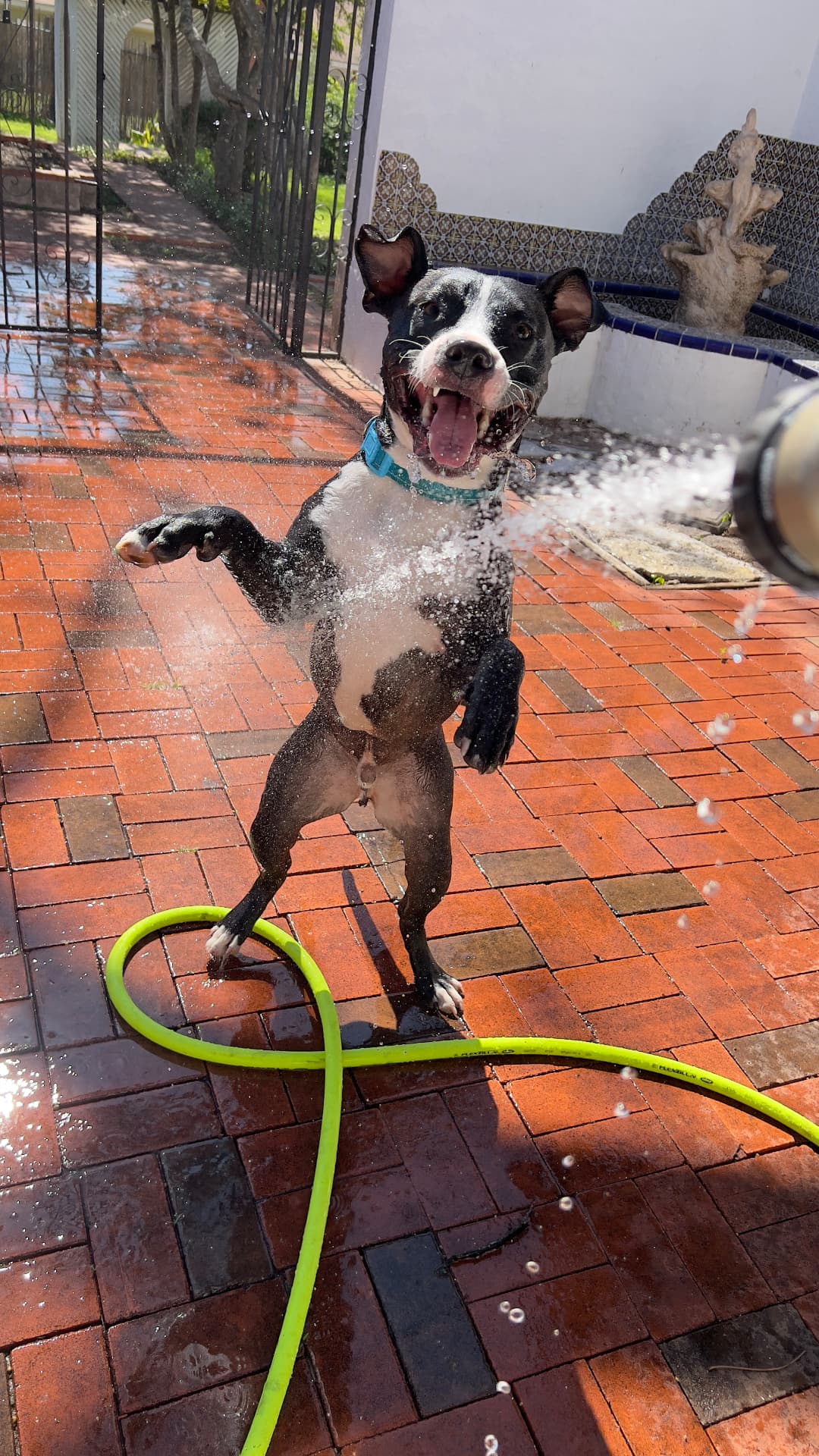 Milo playing in splashing water on a brick patio