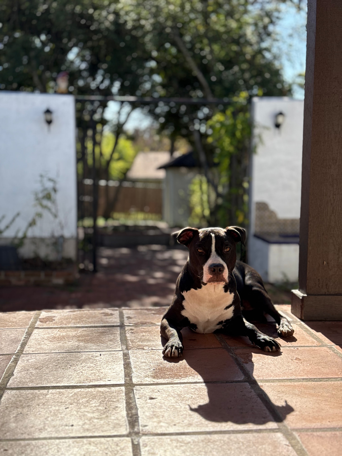Milo greeting voters from a sunny porch